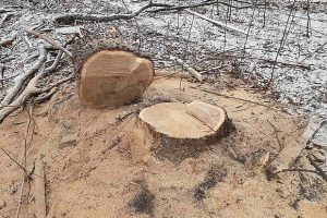 В Самаре остановили вырубку дубовой рощи после жалоб жителей