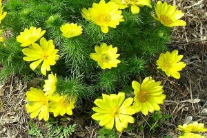 В Яблоневом овраге строят мост и спасают краснокнижные растения