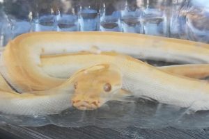 Сотрудники службы спасения поймали в Тольятти огромную желтую змею